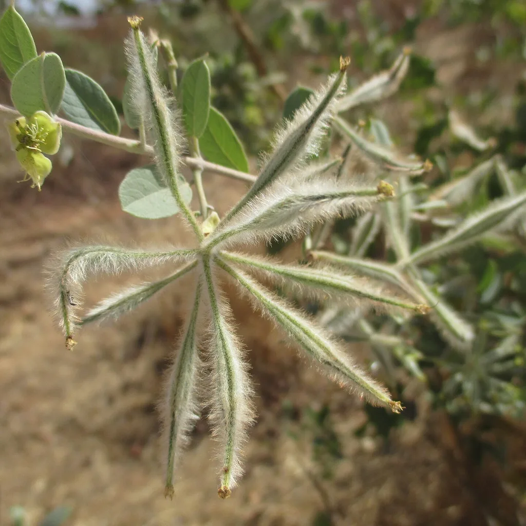 Guiera senegalensis (nger en wolof), arbuste médicinal du Sahel