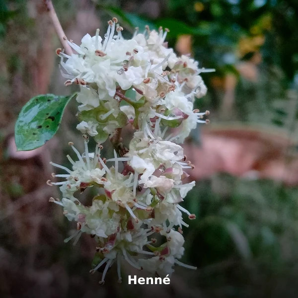 Photographie de Henné (Lawsonia inermis), source Wikimedia Commons, plante médicinale africaine documentée