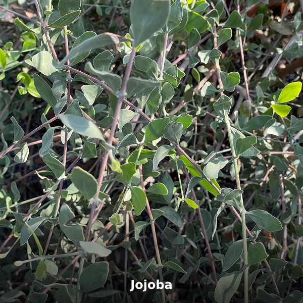 Photographie de Jojoba (Simmondsia chinensis), source Wikimedia Commons, plante médicinale africaine documentée