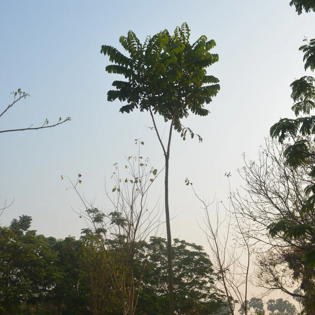 Khaya grandifoliola (acajou africain), arbre médicinal ouest-africain