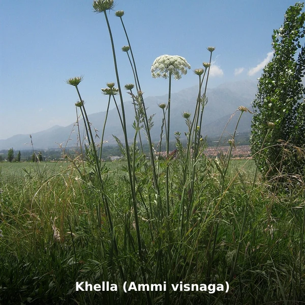 Photographie de Khella (Ammi visnaga) (Ammi visnaga), source Wikimedia Commons, plante médicinale africaine documentée
