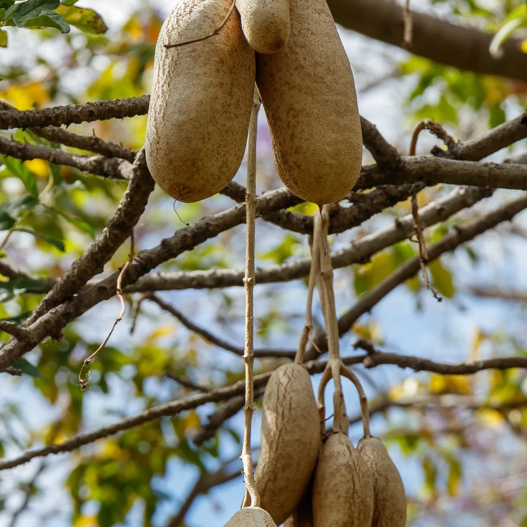 arbre saucissonnier (Kigelia africana), plante médicinale d'Afrique pour beauté de la peau