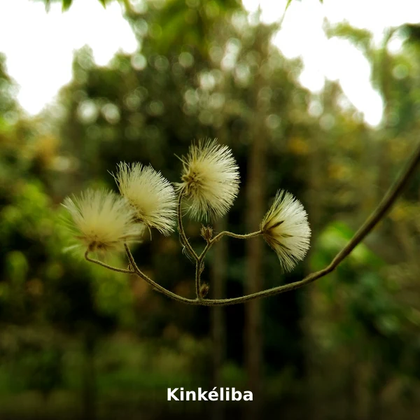 Photographie de Kinkéliba (Combretum micranthum), plante médicinale africaine reconnue pour régule naturellement la glycémie en phytothérapie