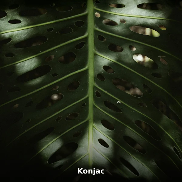 Photographie de Konjac (Amorphophallus konjac), plante médicinale africaine de la phytothérapie traditionnelle