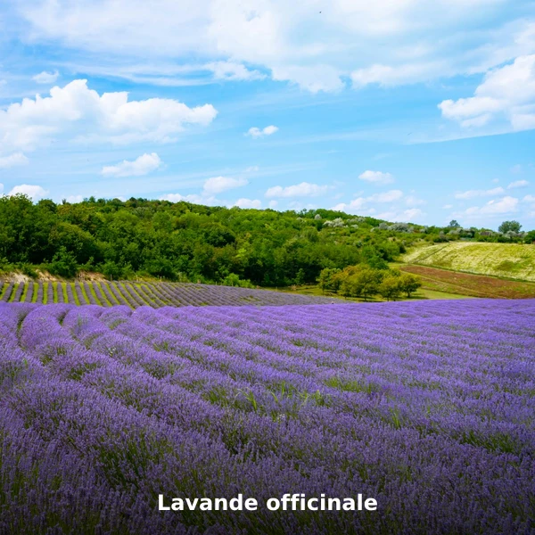 Photographie de Lavande officinale (Lavandula angustifolia), plante médicinale africaine de la phytothérapie traditionnelle