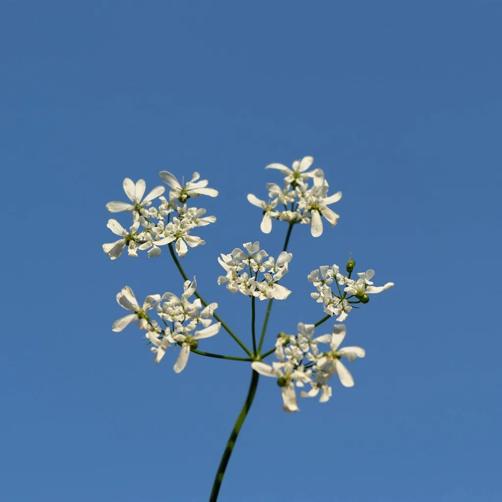 graines de cresson alénois (Lepidium sativum / hab rchad), graines médicinales du Maghreb