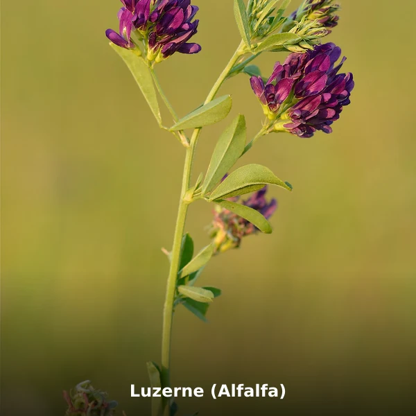 Photographie de Luzerne (Alfalfa) (Medicago sativa), source Wikimedia Commons, plante médicinale africaine documentée