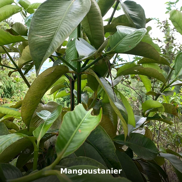 Photographie de Mangoustanier (Garcinia mangostana), source Wikimedia Commons, plante médicinale africaine documentée