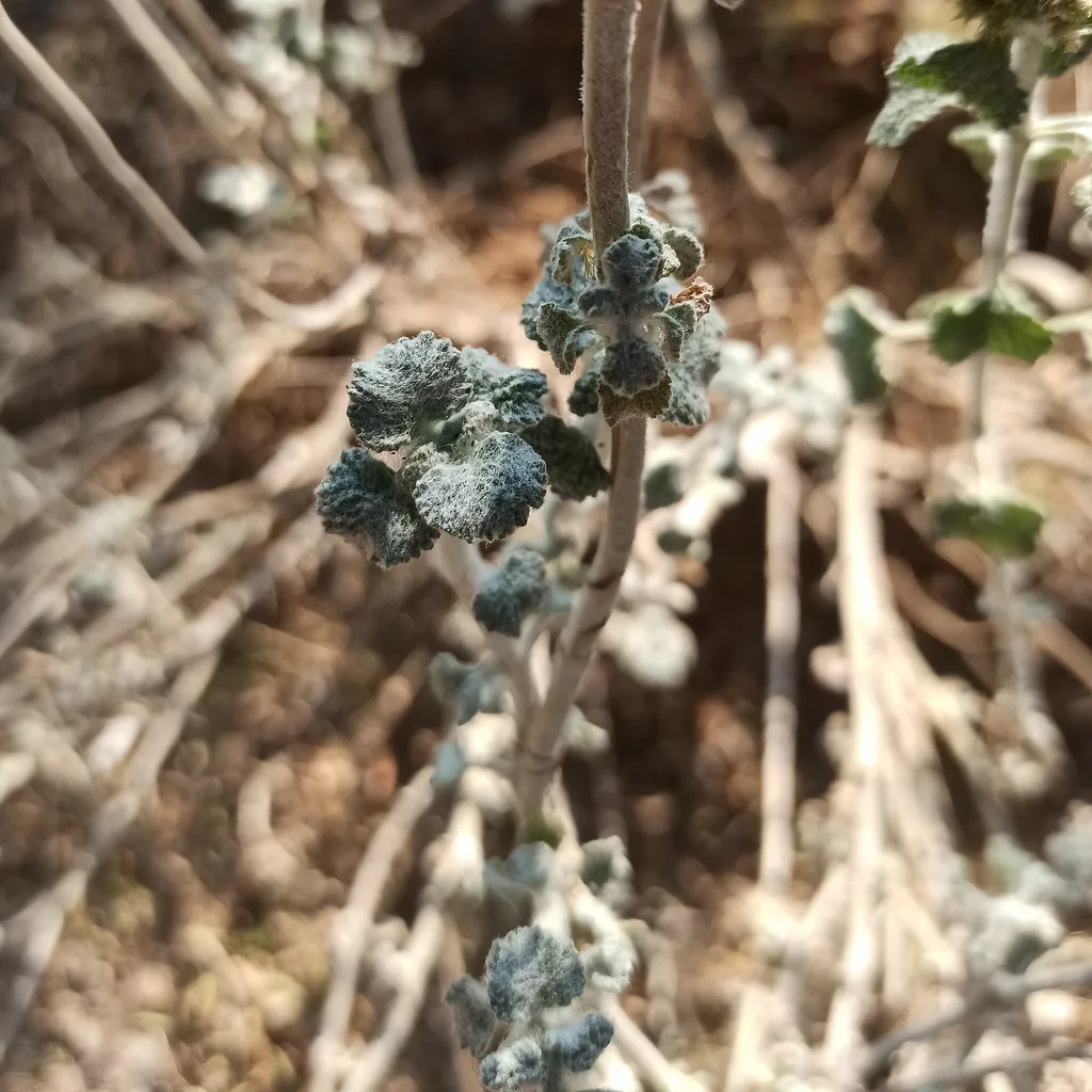 marrube blanc (Marrubium vulgare), plante médicinale de la pharmacopée marocaine