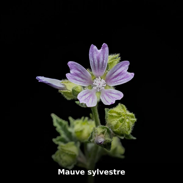 Photographie de Mauve sylvestre (Malva sylvestris), plante médicinale africaine de la phytothérapie traditionnelle