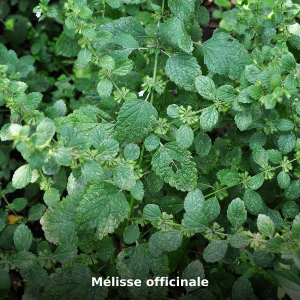 Photographie de Mélisse officinale (Melissa officinalis), source Wikimedia Commons, plante médicinale africaine documentée