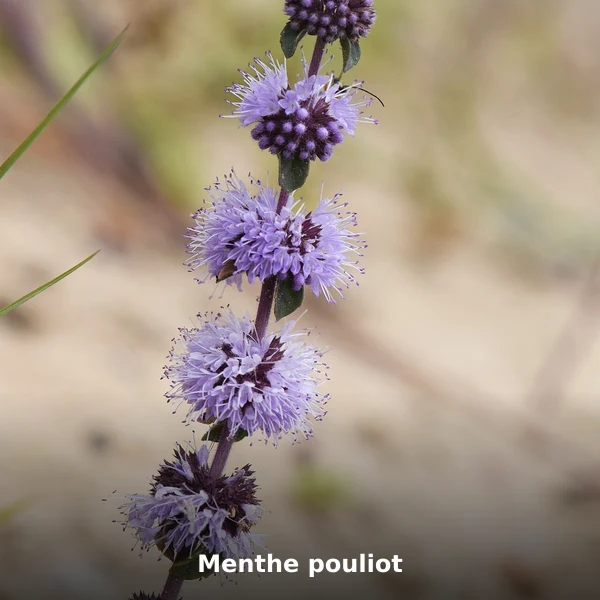 Photographie de Menthe pouliot (Mentha pulegium), source Wikimedia Commons, plante médicinale africaine documentée