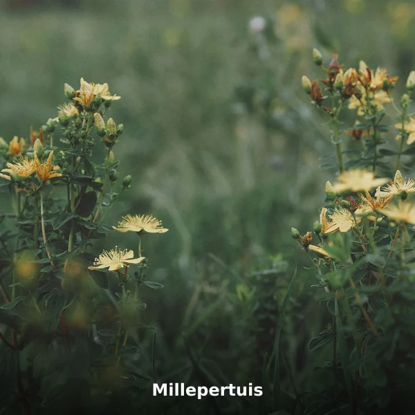 Photographie de Millepertuis (Hypericum perforatum), plante médicinale africaine de la phytothérapie traditionnelle