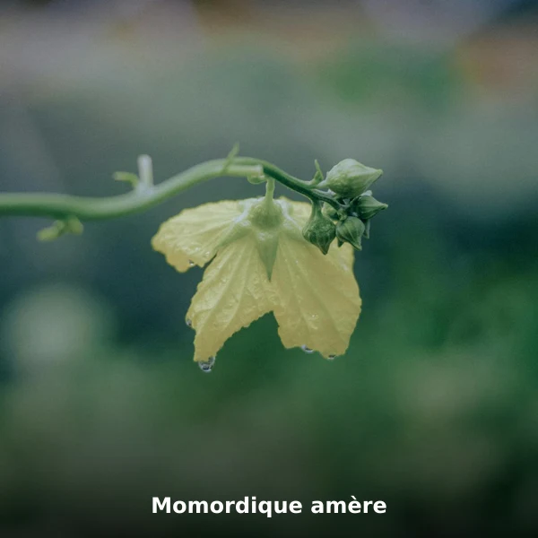 Photographie de Momordique amère (Momordica charantia), plante médicinale africaine de la phytothérapie traditionnelle
