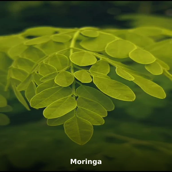 Photographie de Moringa (Moringa oleifera), plante médicinale africaine reconnue pour riche en antioxydants puissants en phytothérapie