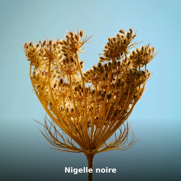 Photographie de Nigelle noire (Nigella sativa), plante médicinale africaine reconnue pour renforce les défenses immunitaires en phytothérapie