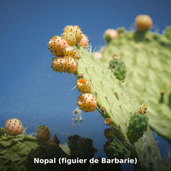 Photographie de Nopal (figuier de Barbarie) (Opuntia ficus-indica), plante médicinale africaine de la phytothérapie traditionnelle