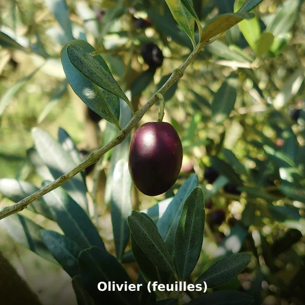 Photographie de Olivier (feuilles) (Olea europaea), plante médicinale africaine de la phytothérapie traditionnelle