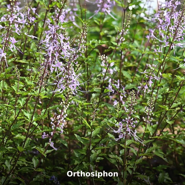 Photographie de Orthosiphon (Orthosiphon stamineus), source Wikimedia Commons, plante médicinale africaine documentée