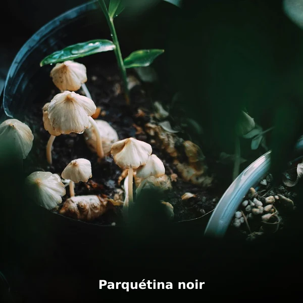 Photographie de Parquétina noir (Parquetina nigrescens), plante médicinale africaine de la phytothérapie traditionnelle