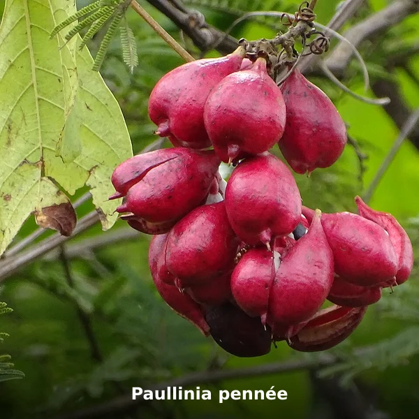 Photographie de Paullinia pennée (Paullinia pinnata), source Wikimedia Commons, plante médicinale africaine documentée