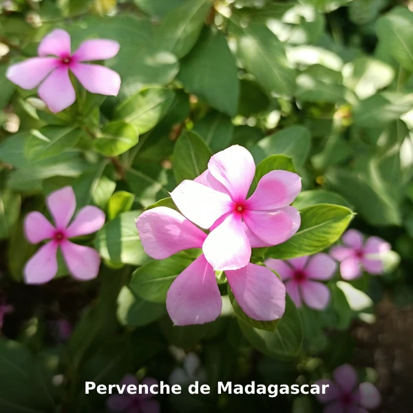Photographie de Pervenche de Madagascar (Catharanthus roseus), plante médicinale africaine reconnue pour patrimoine ethnobotanique malgache mondial en phytothérapie