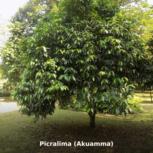 Photographie de Picralima (Akuamma) (Picralima nitida), source Wikimedia Commons, plante médicinale africaine documentée