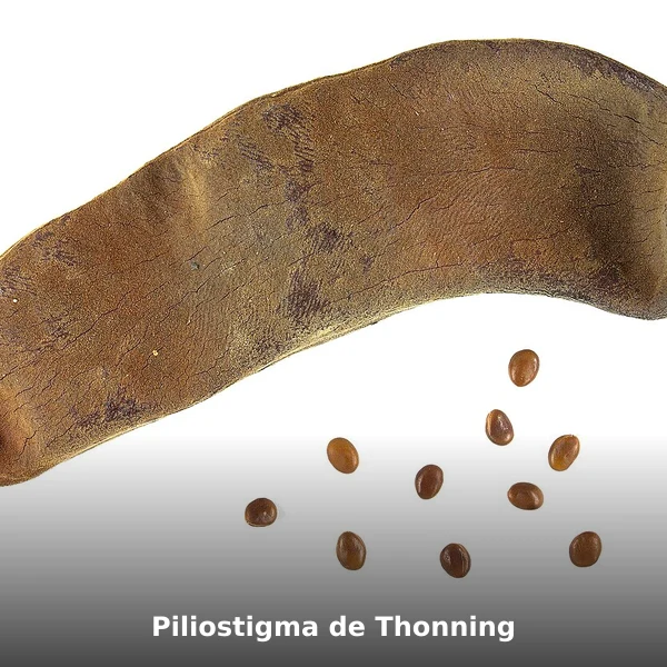 Photographie de Piliostigma de Thonning (Piliostigma thonningii), source Wikimedia Commons, plante médicinale africaine documentée