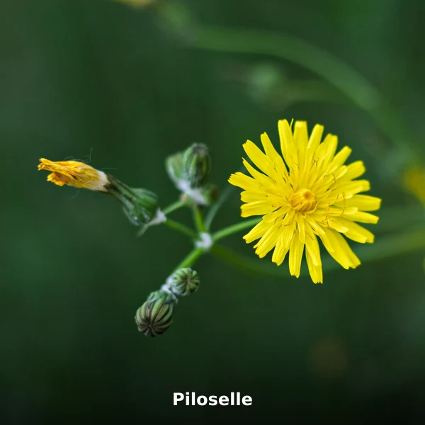 Photographie de Piloselle (Hieracium pilosella), plante médicinale africaine de la phytothérapie traditionnelle