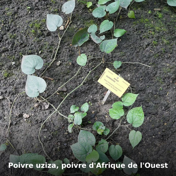 Photographie de Poivre uziza, poivre d'Afrique de l'Ouest (Piper guineense), source Wikimedia Commons, plante médicinale africaine documentée