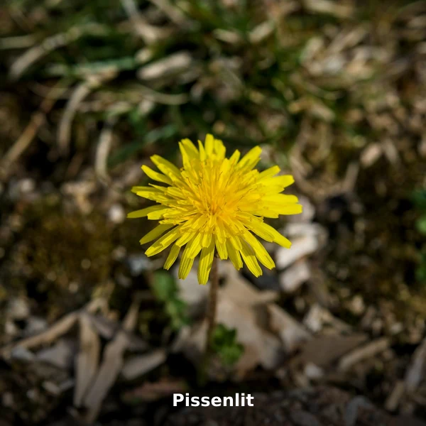 Photographie de Pissenlit (Taraxacum officinale), plante médicinale africaine de la phytothérapie traditionnelle