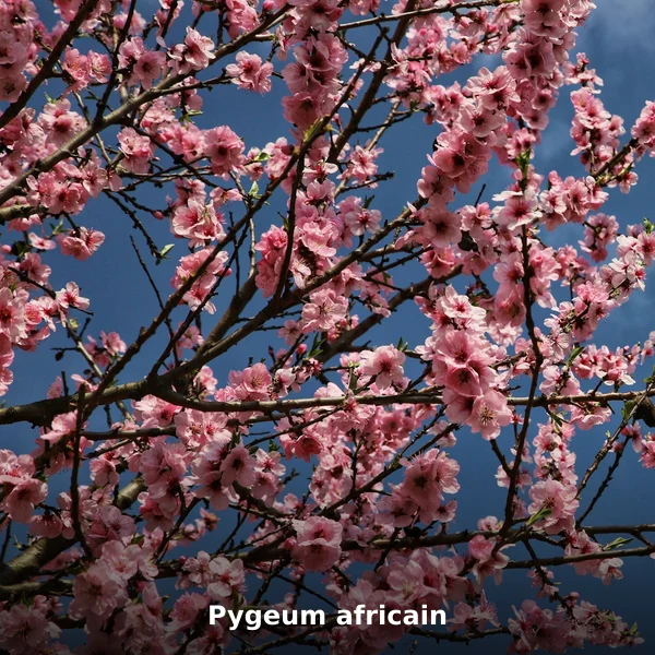 Photographie de Pygeum africain (Prunus africana), plante médicinale africaine reconnue pour soutient la santé prostatique en phytothérapie