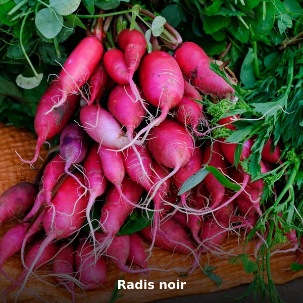 Photographie de Radis noir (Raphanus sativus var. niger), plante médicinale africaine de la phytothérapie traditionnelle