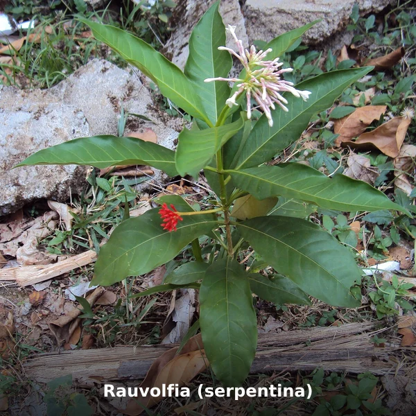 Photographie de Rauvolfia (serpentina) (Rauvolfia serpentina), source Wikimedia Commons, plante médicinale africaine documentée