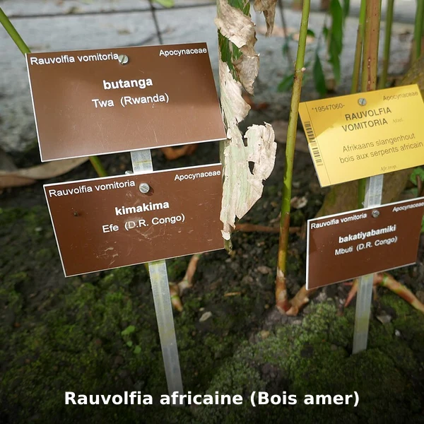 Photographie de Rauvolfia africaine (Bois amer) (Rauvolfia vomitoria), source Wikimedia Commons, plante médicinale africaine documentée