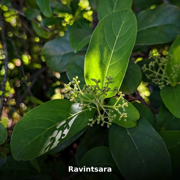Photographie de Ravintsara (Cinnamomum camphora ct cinéole), plante médicinale africaine reconnue pour soutient le système immunitaire respiratoire en phytothérapie