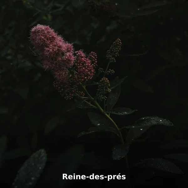 Photographie de Reine-des-prés (Filipendula ulmaria), plante médicinale africaine de la phytothérapie traditionnelle