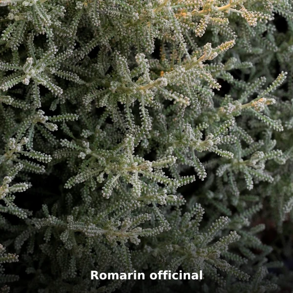 Photographie de Romarin officinal (Rosmarinus officinalis), plante médicinale africaine de la phytothérapie traditionnelle