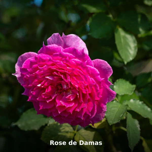 Photographie de Rose de Damas (Rosa damascena), plante médicinale africaine de la phytothérapie traditionnelle