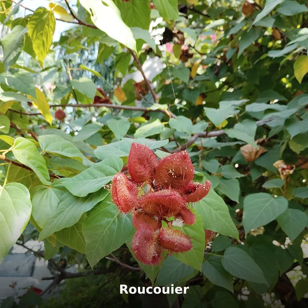 Photographie de Roucouier (Bixa orellana), source Wikimedia Commons, plante médicinale africaine documentée