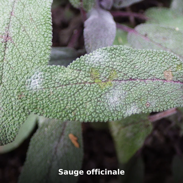 Photographie de Sauge officinale (Salvia officinalis), source Wikimedia Commons, plante médicinale africaine documentée