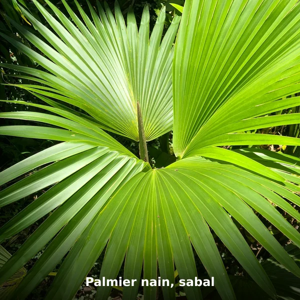 Photographie de Palmier nain, sabal (Serenoa repens), plante médicinale africaine de la phytothérapie traditionnelle