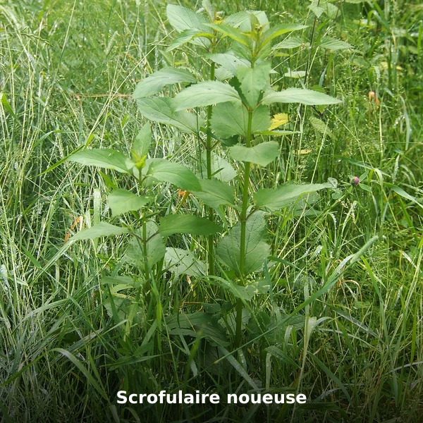 Photographie de Scrofulaire noueuse (Scrophularia nodosa), source Wikimedia Commons, plante médicinale africaine documentée