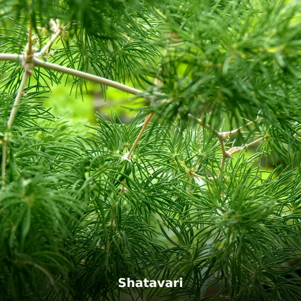 Photographie de Shatavari (Asparagus racemosus), plante médicinale africaine de la phytothérapie traditionnelle