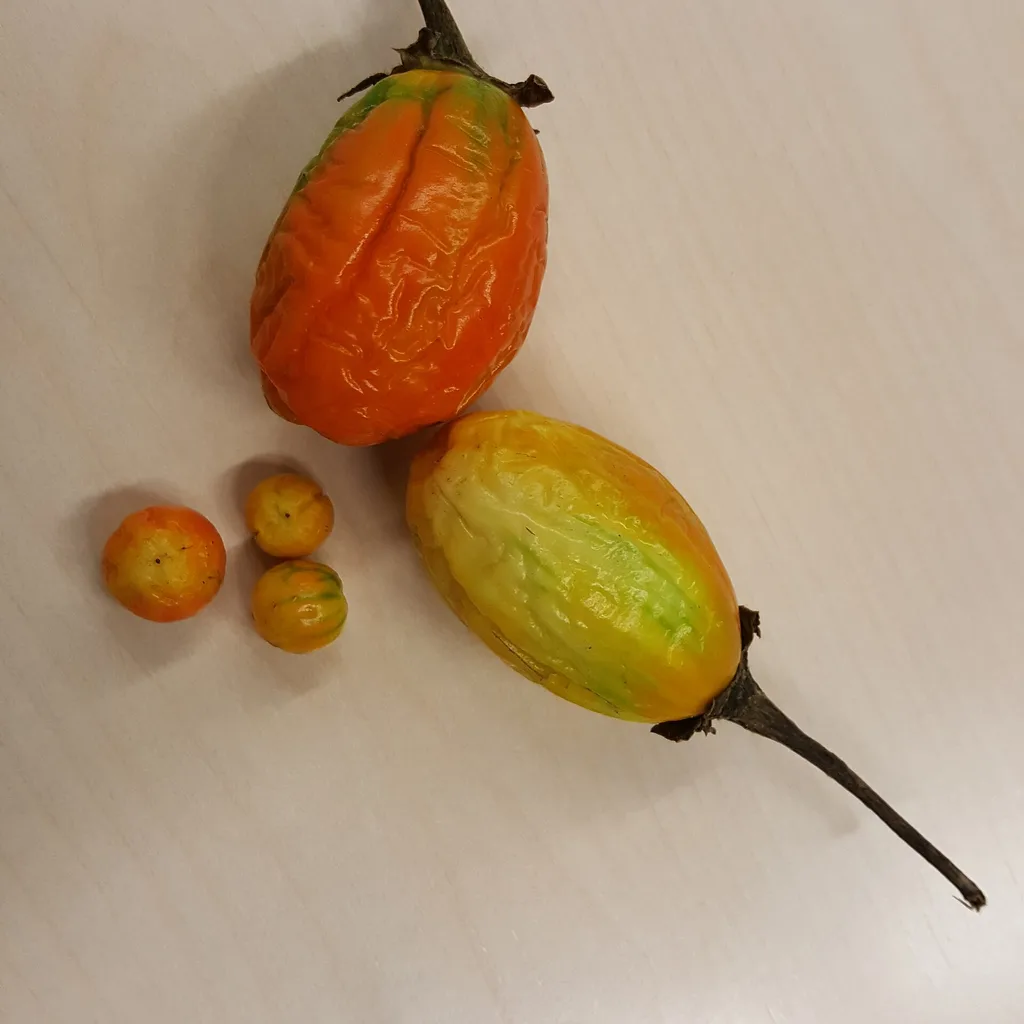 Solanum aethiopicum (aubergine africaine, ngagnan), légume-feuille médicinal du Congo