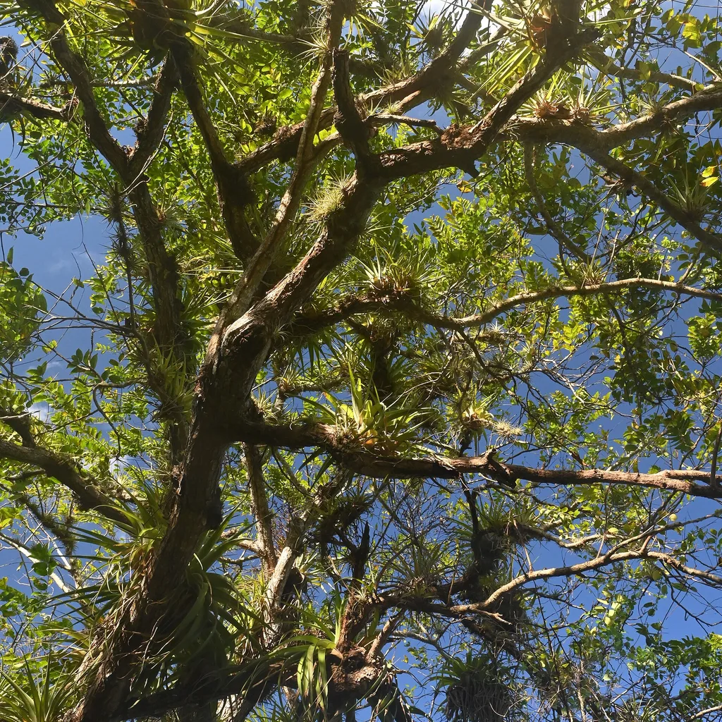 feuilles et fruits du mombin (Spondias mombin), plante médicinale ouest-africaine