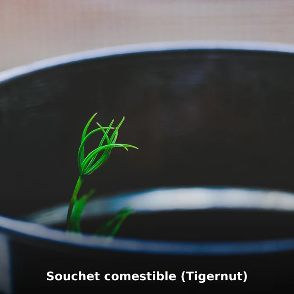 Photographie de Souchet comestible (Tigernut) (Cyperus esculentus), plante médicinale africaine de la phytothérapie traditionnelle