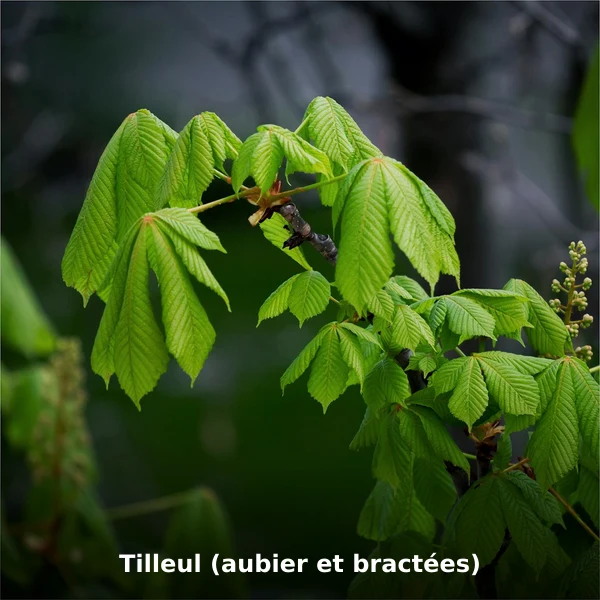 Photographie de Tilleul (aubier et bractées) (Tilia cordata), plante médicinale africaine de la phytothérapie traditionnelle