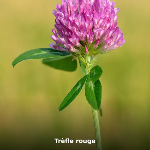 Photographie de Trèfle rouge (Trifolium pratense), source Wikimedia Commons, plante médicinale africaine documentée