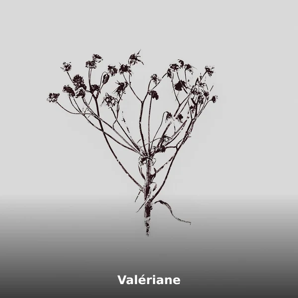 Photographie de Valériane (Valeriana officinalis), plante médicinale africaine de la phytothérapie traditionnelle